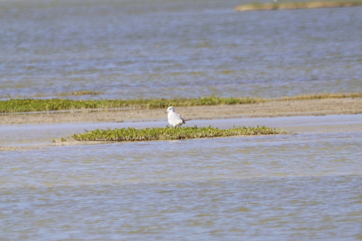 Ring-billed Gull - ML614679488