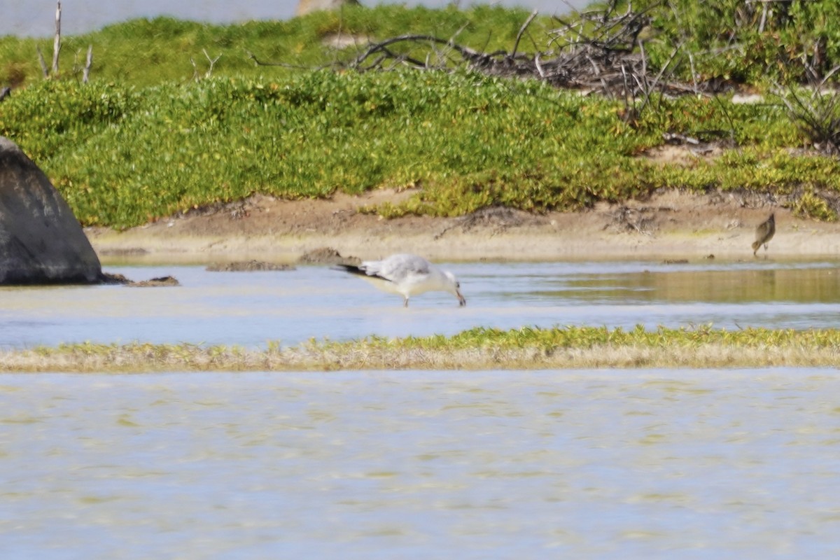 Ring-billed Gull - ML614679489