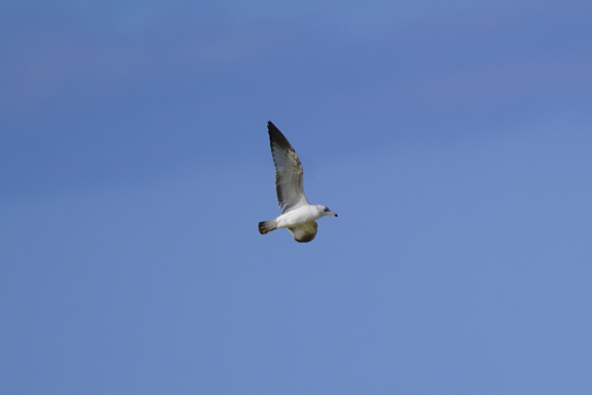 Ring-billed Gull - ML614679490