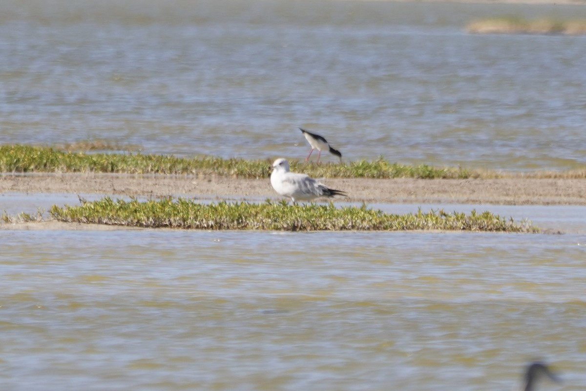 Ring-billed Gull - ML614679491