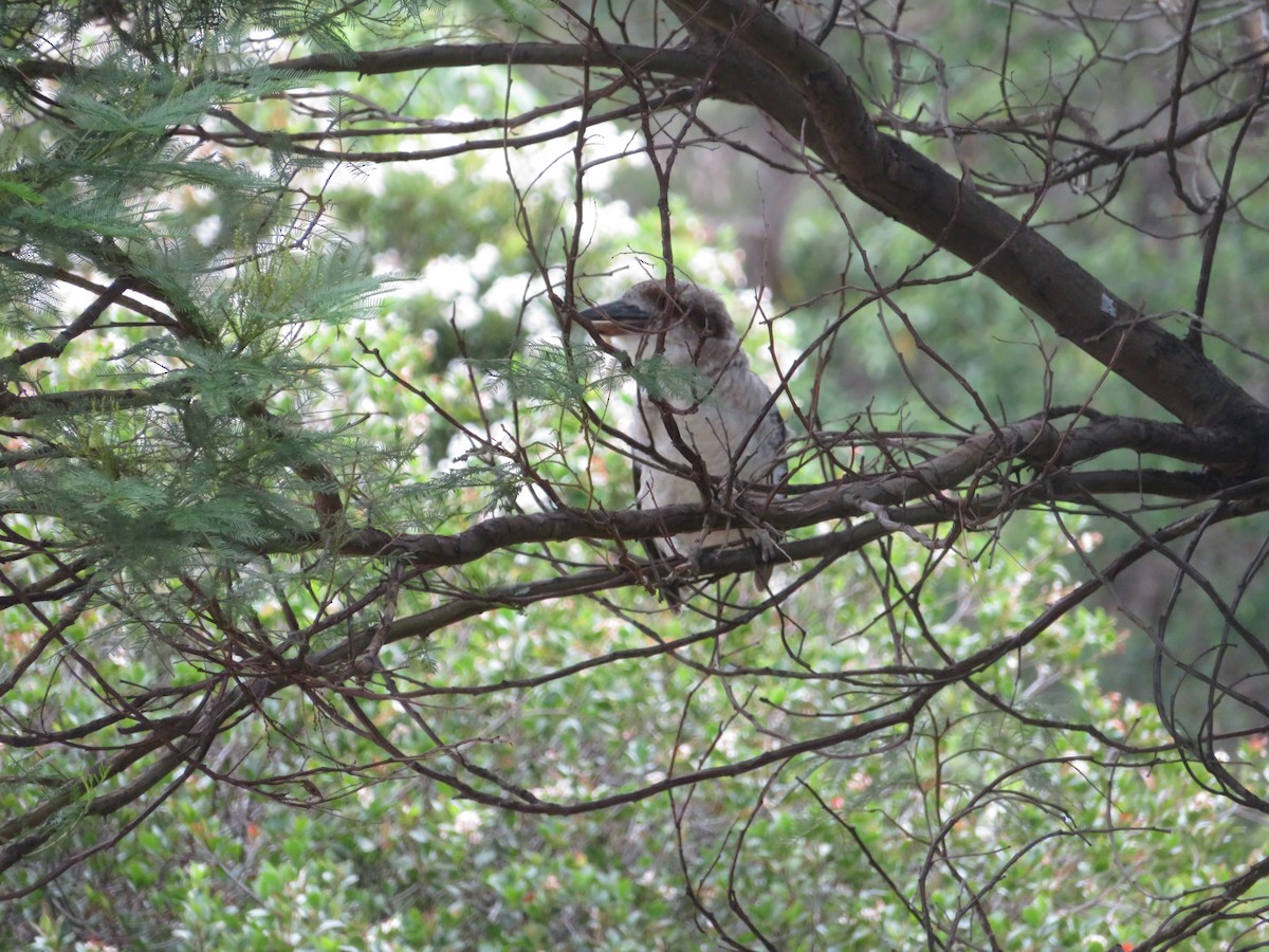 Laughing Kookaburra - ML614679503