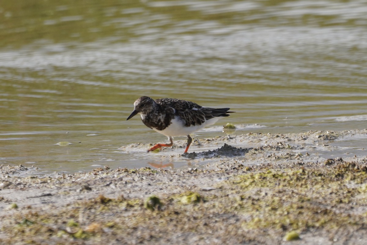 Ruddy Turnstone - ML614679511