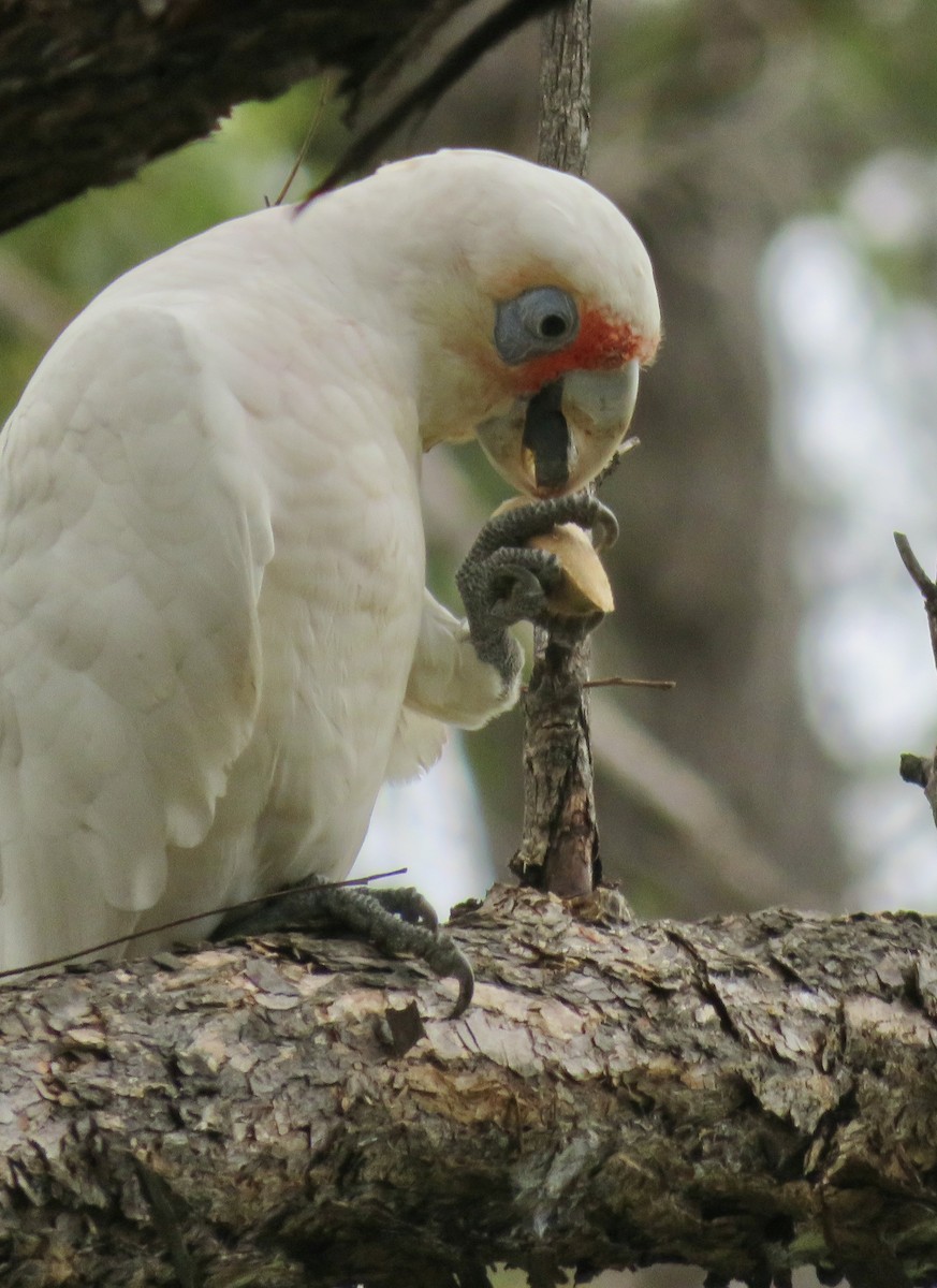 Long-billed Corella - ML614679545