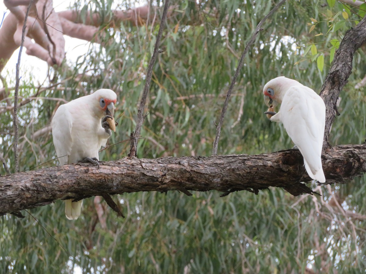 Long-billed Corella - ML614679546