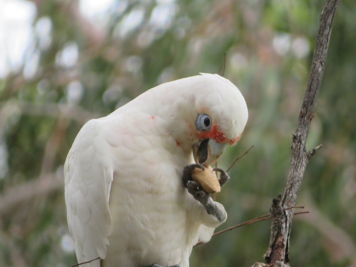 Long-billed Corella - ML614679548