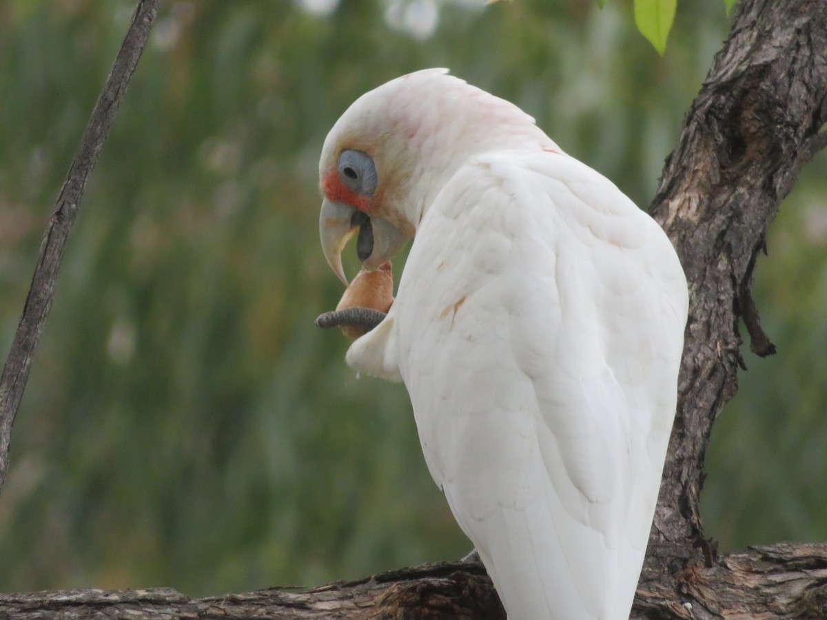 Long-billed Corella - ML614679549