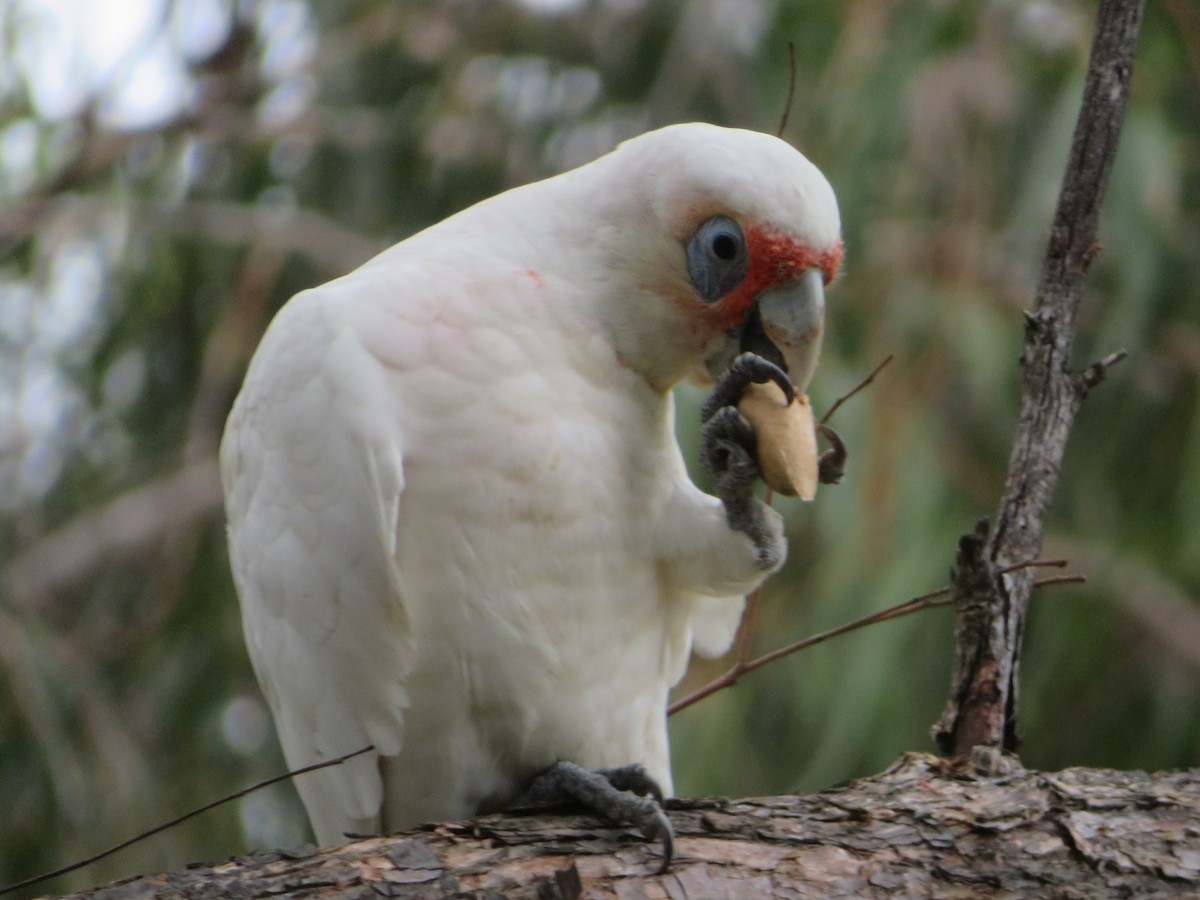 Long-billed Corella - ML614679551