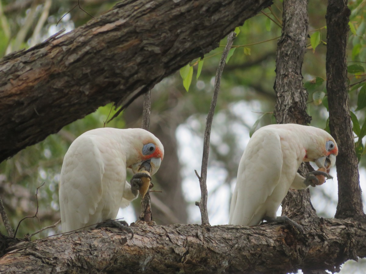 Long-billed Corella - ML614679552