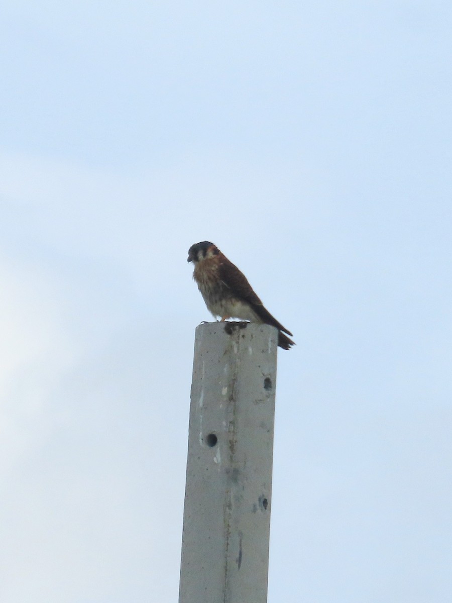 American Kestrel - ML614679562