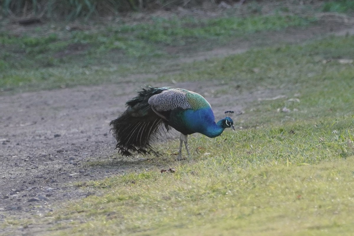 Indian Peafowl - ML614679582