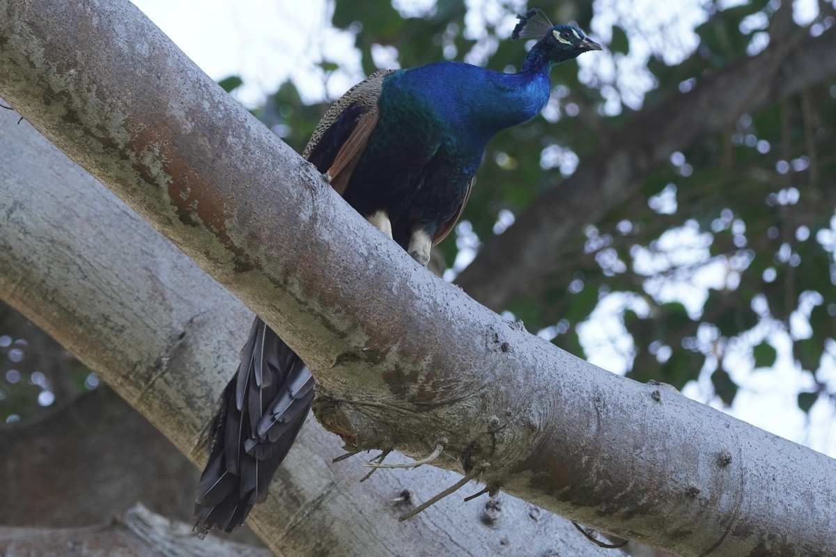 Indian Peafowl - ML614679583