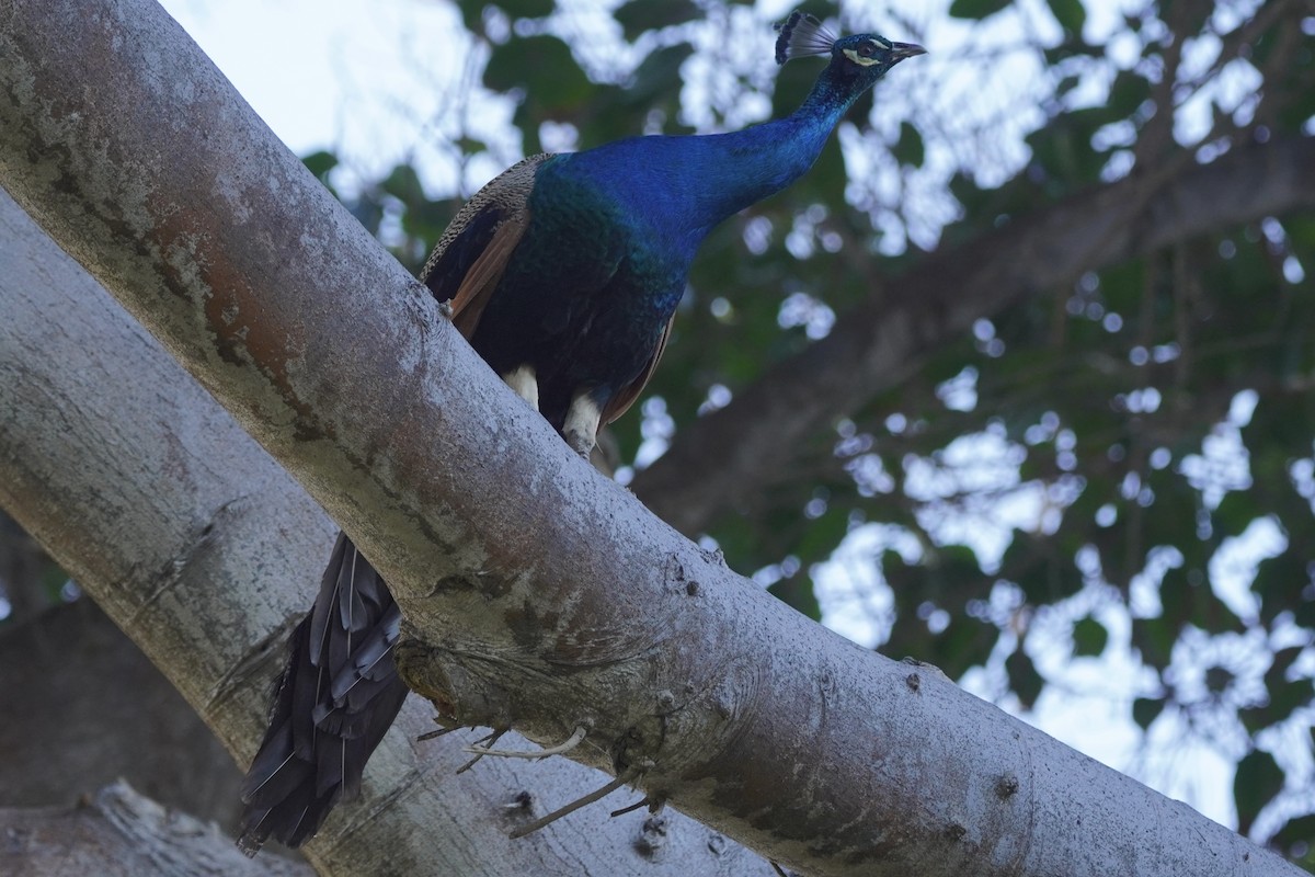 Indian Peafowl - ML614679585