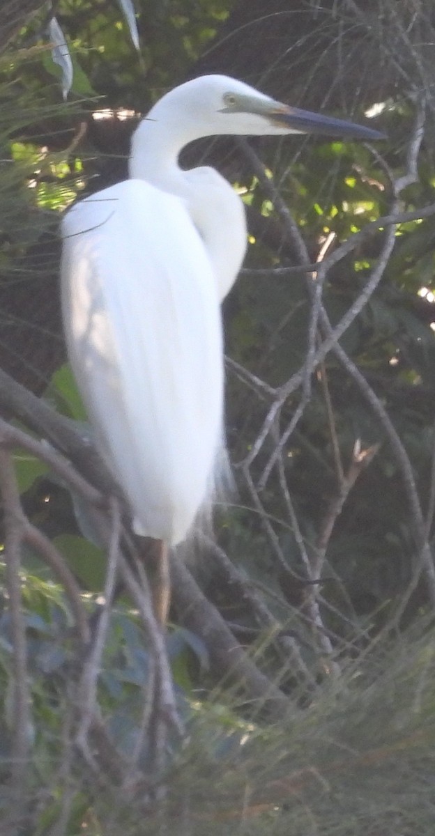 Great Egret - ML614679607