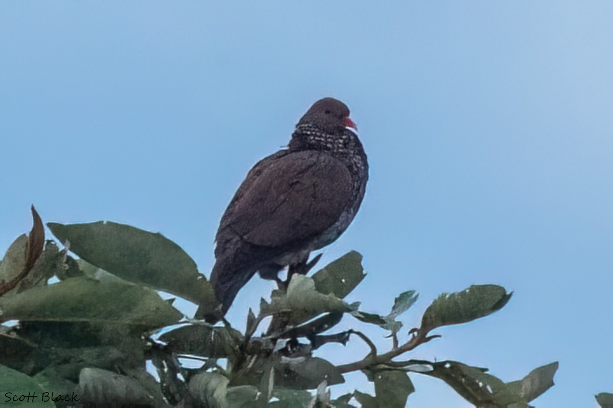 Scaled Pigeon - Kathleen Black