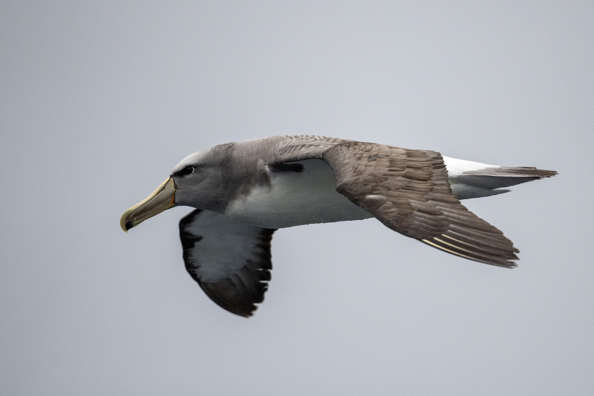 Salvin's Albatross - John Woods