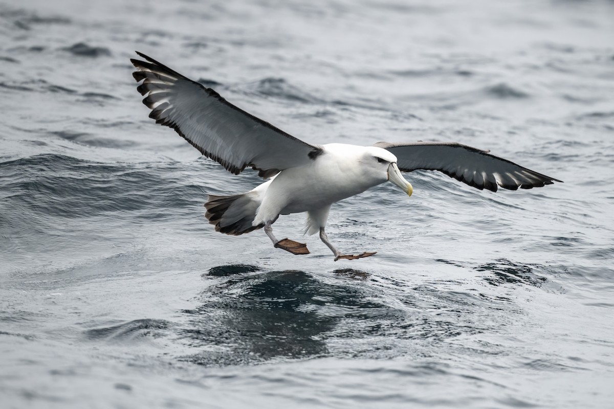 White-capped Albatross - John Woods
