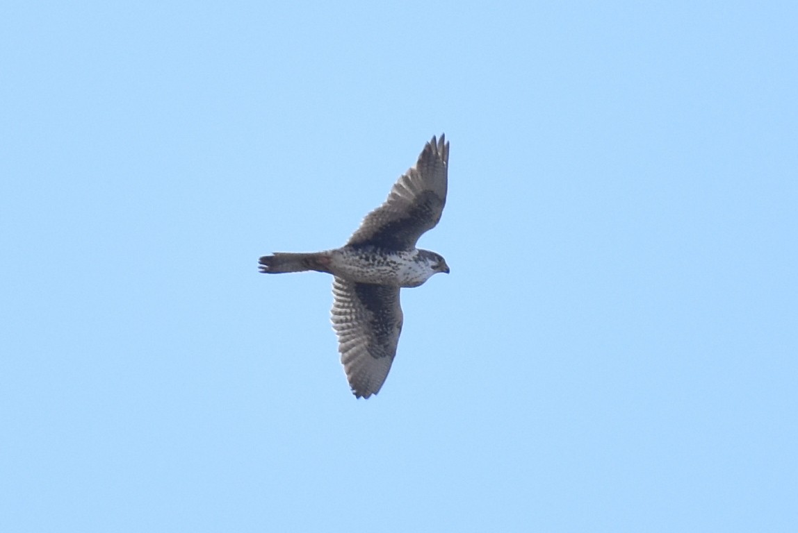 Prairie Falcon - ML614679684