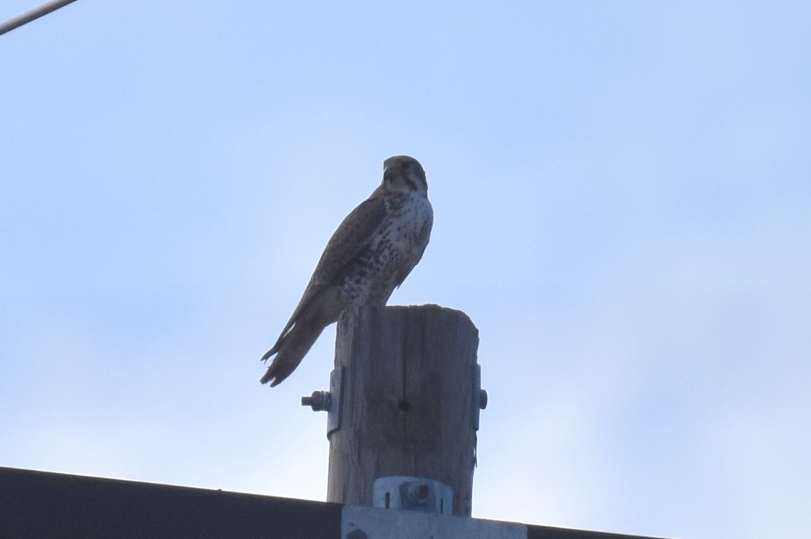Prairie Falcon - ML614679685