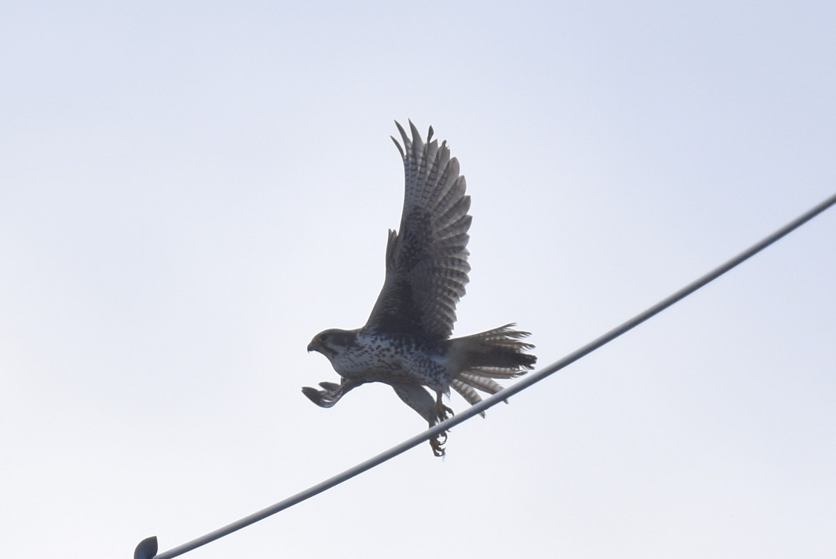 Prairie Falcon - ML614679686