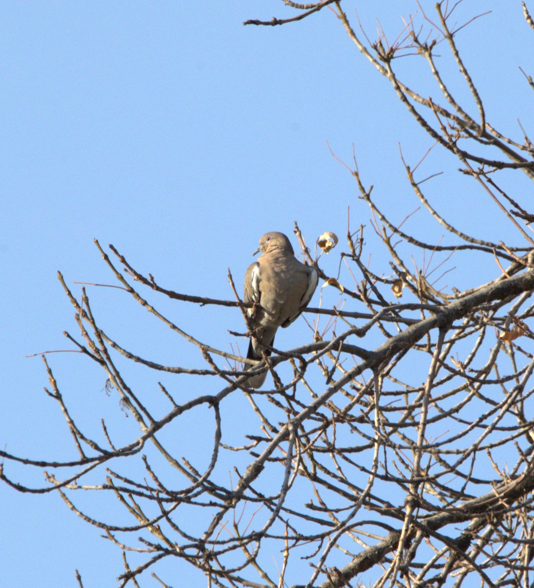 White-winged Dove - ML614679702
