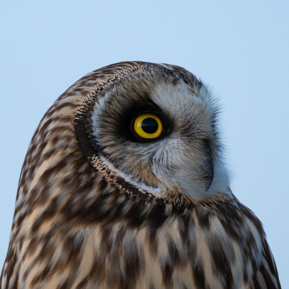 Short-eared Owl - Tianyu Gao