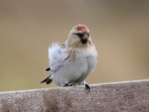 Hoary Redpoll (hornemanni) - David Cooper