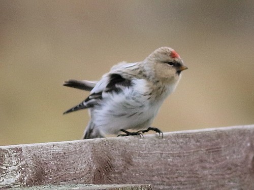 Hoary Redpoll (hornemanni) - ML614679862