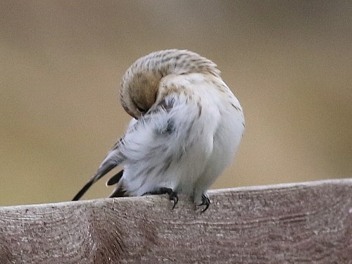 Hoary Redpoll (hornemanni) - David Cooper