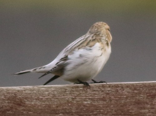 Hoary Redpoll (hornemanni) - ML614679864