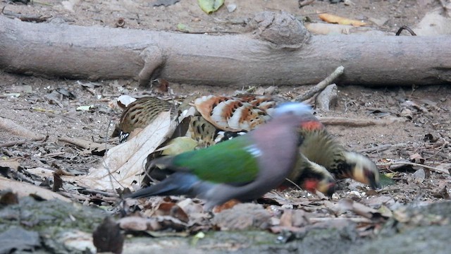 Bar-backed Partridge - ML614679867