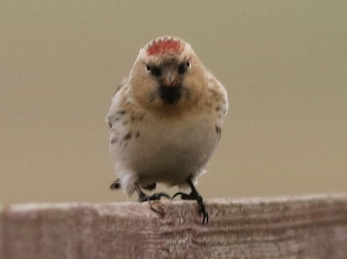 Hoary Redpoll (hornemanni) - ML614679869