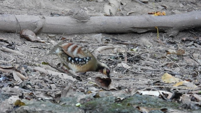 Bar-backed Partridge - ML614679870