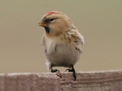 Hoary Redpoll (hornemanni) - ML614679871