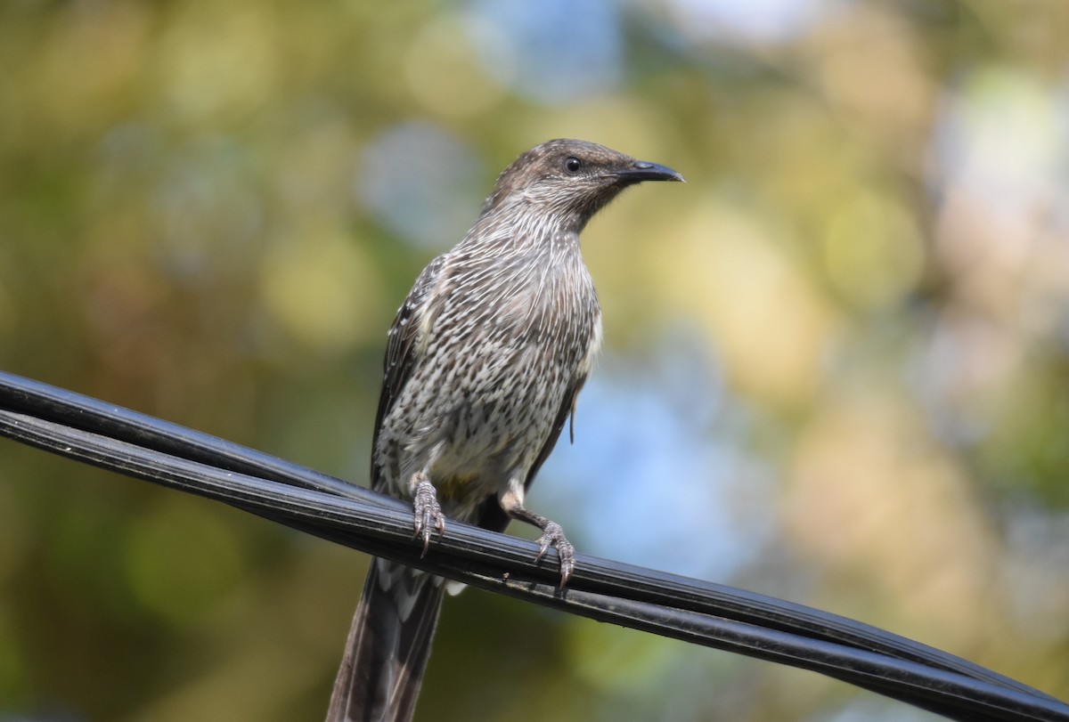 Little Wattlebird - Tim Nickholds