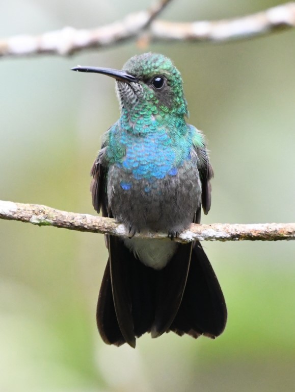 White-vented Plumeleteer (Ecuadorian) - ML614679932