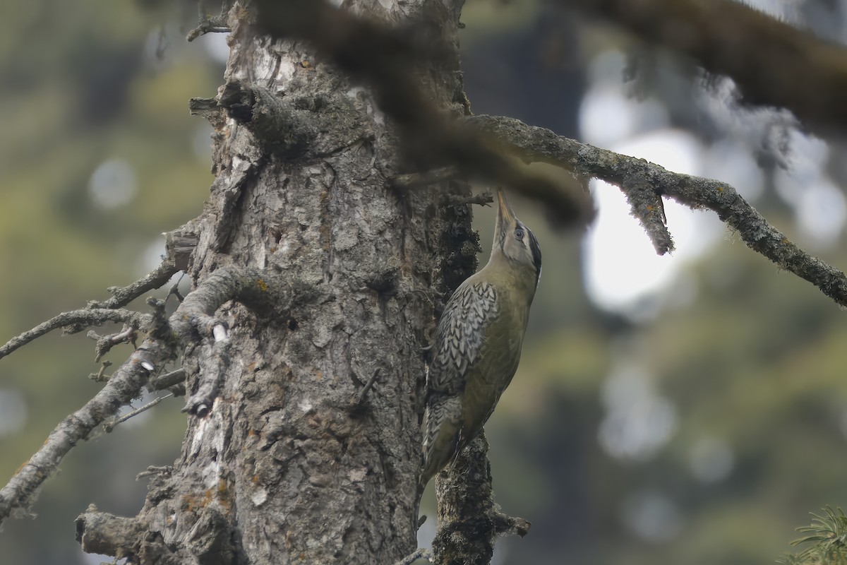 Scaly-bellied Woodpecker - Amrish  Bidaye