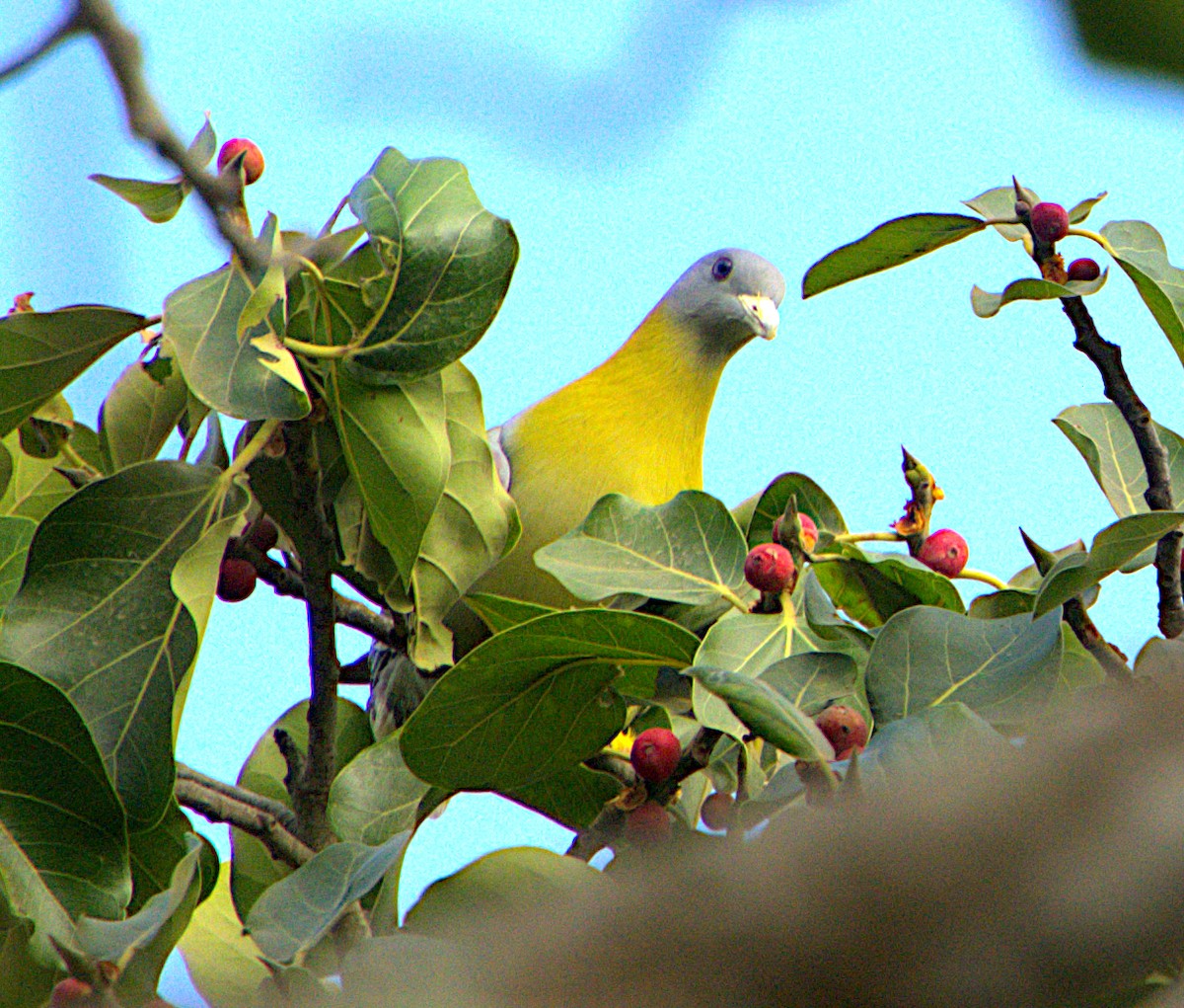 Yellow-footed Green-Pigeon - ML614679958