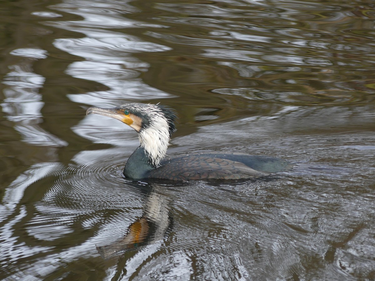 Great Cormorant - ML614679988