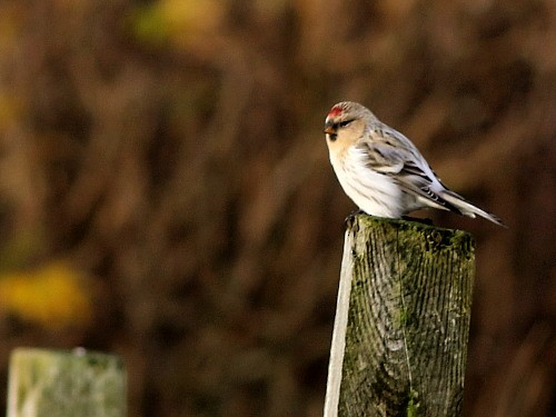 Hoary Redpoll (hornemanni) - ML614679997