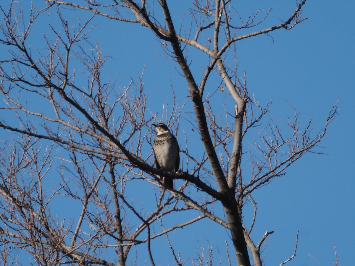 Dusky Thrush - Akihiko Naya