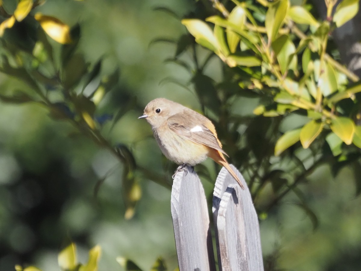 Daurian Redstart - ML614680020