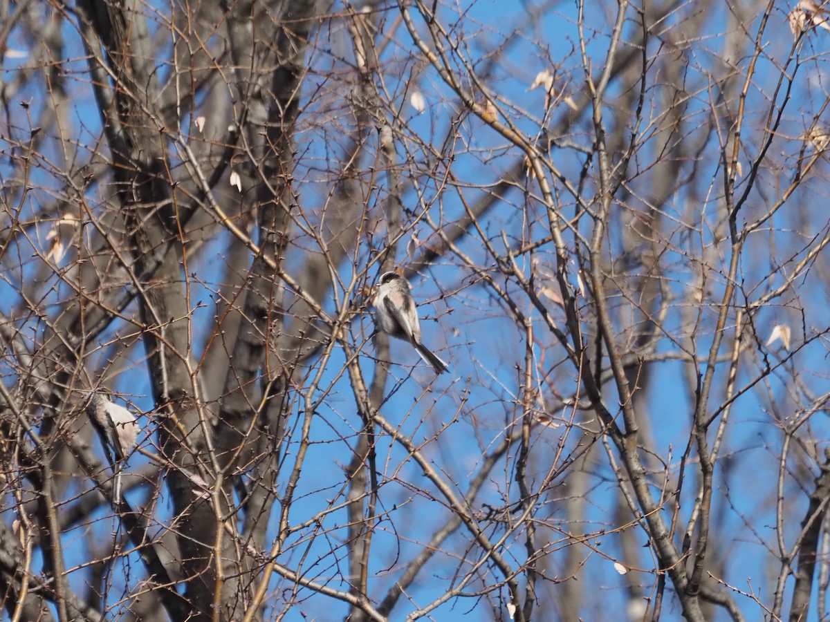 Long-tailed Tit - ML614680024