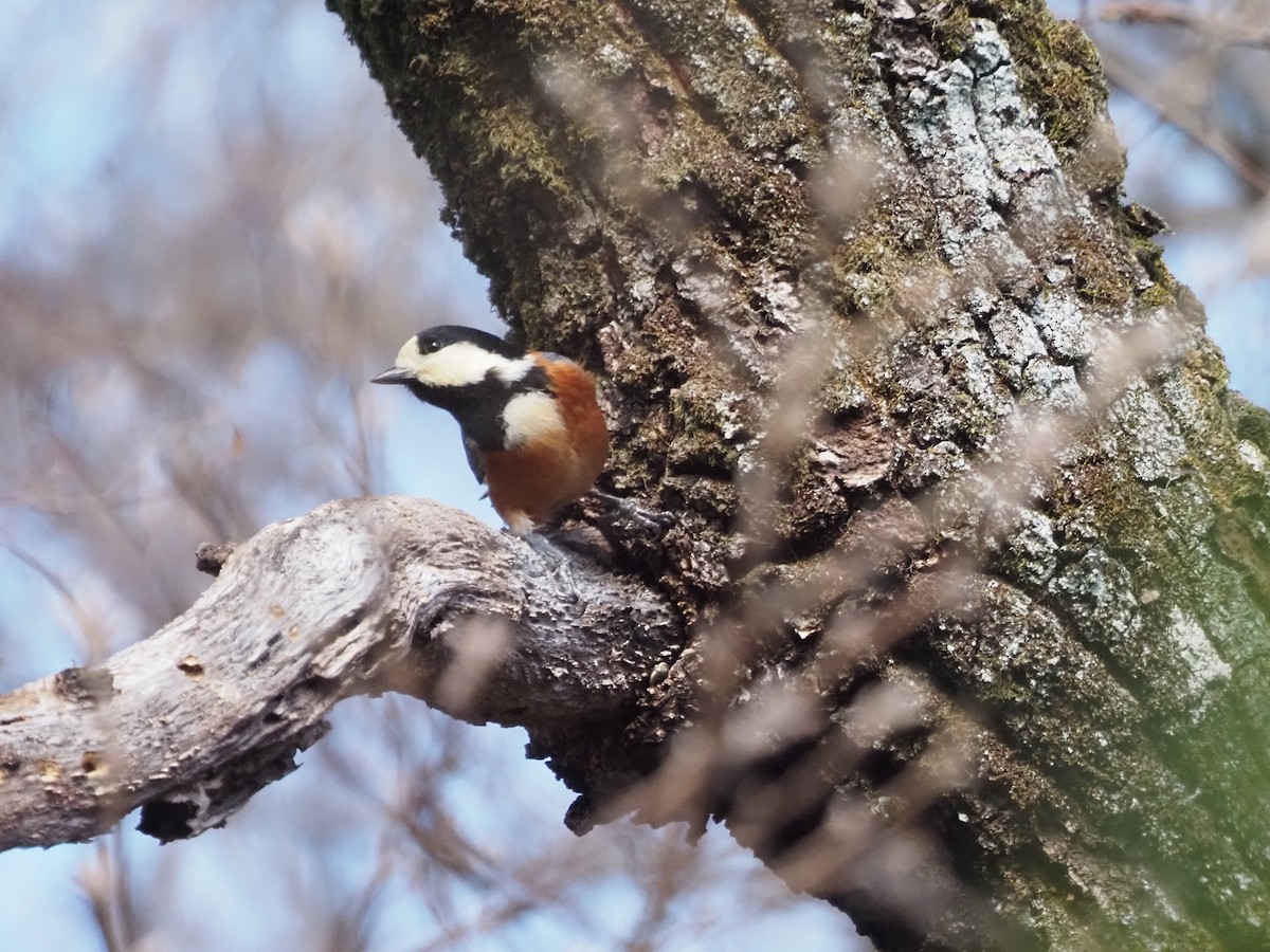 Varied Tit - ML614680026