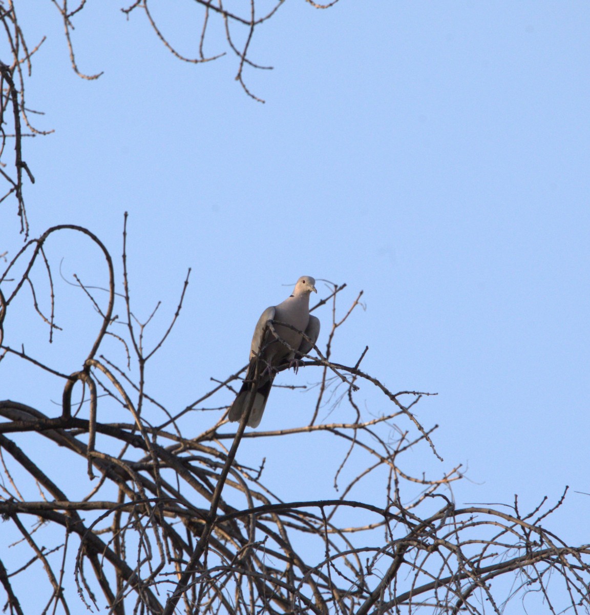 Eurasian Collared-Dove - ML614680027