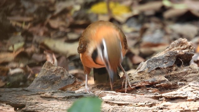 Greater Necklaced Laughingthrush - ML614680034