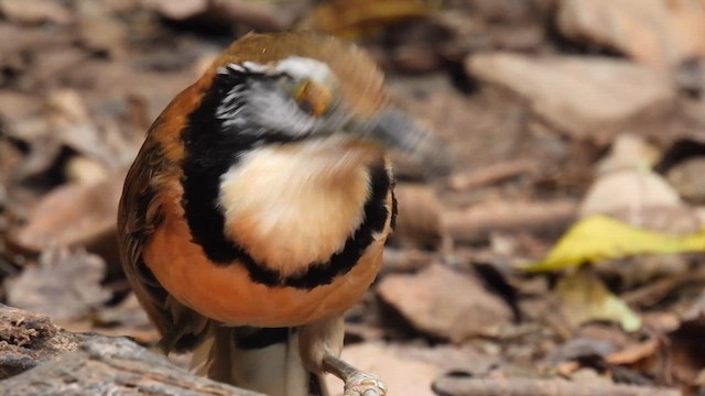 Greater Necklaced Laughingthrush - ML614680035