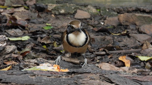 Greater Necklaced Laughingthrush - ML614680036