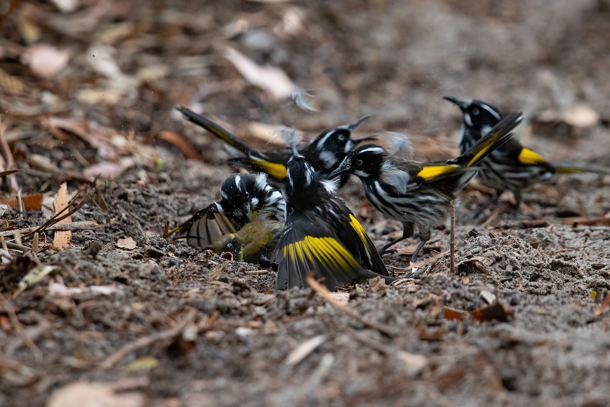New Holland Honeyeater - ML614680056