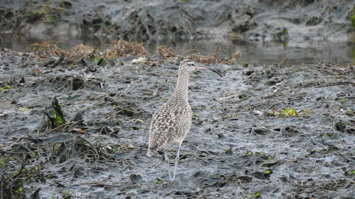 Whimbrel - ML614680087