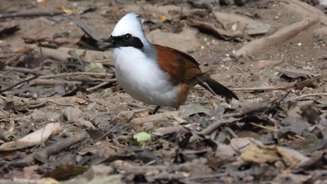 White-crested Laughingthrush - ML614680088